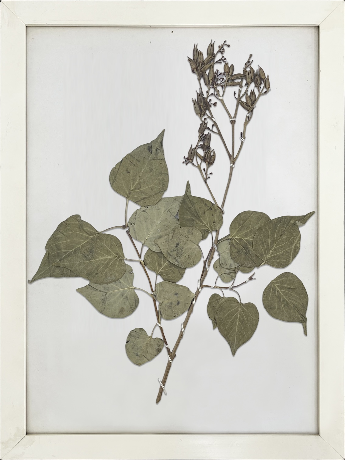 紫丁香 拷贝.jpg