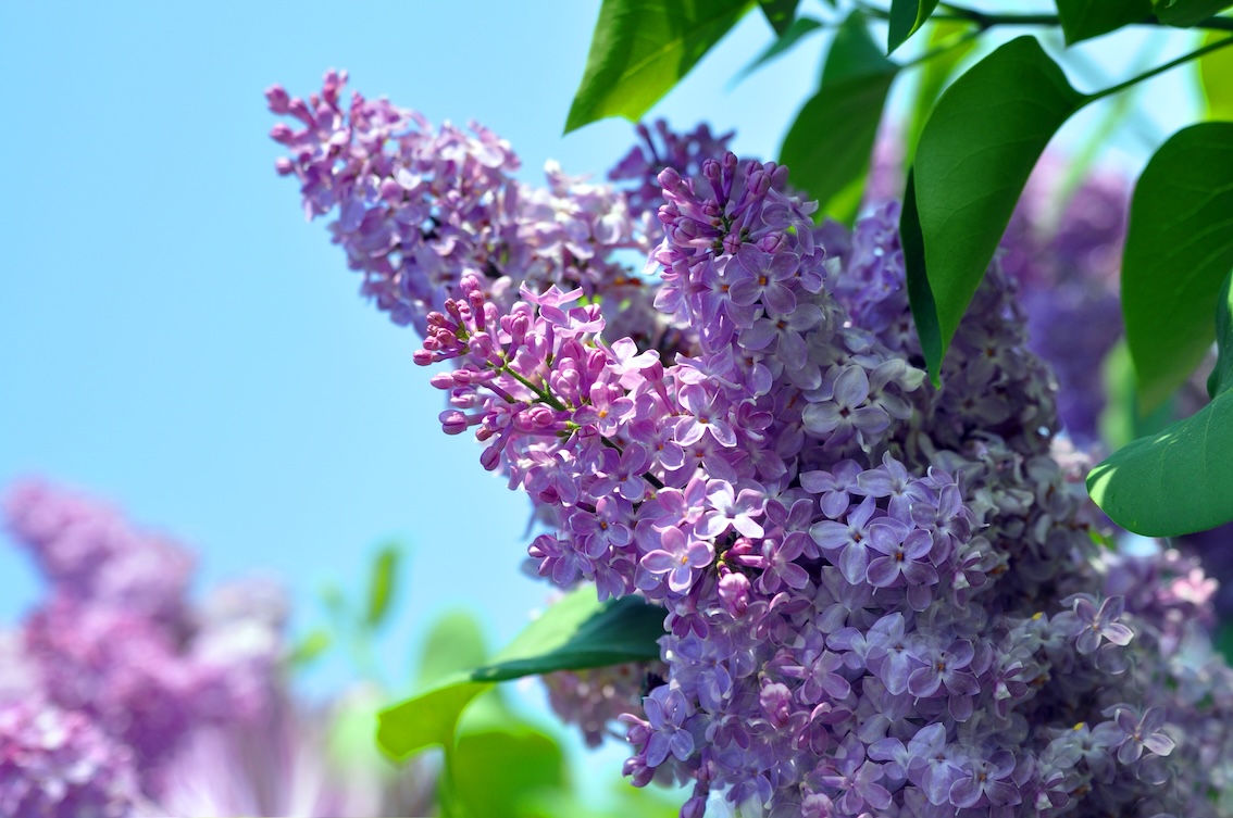 紫丁香03.jpg