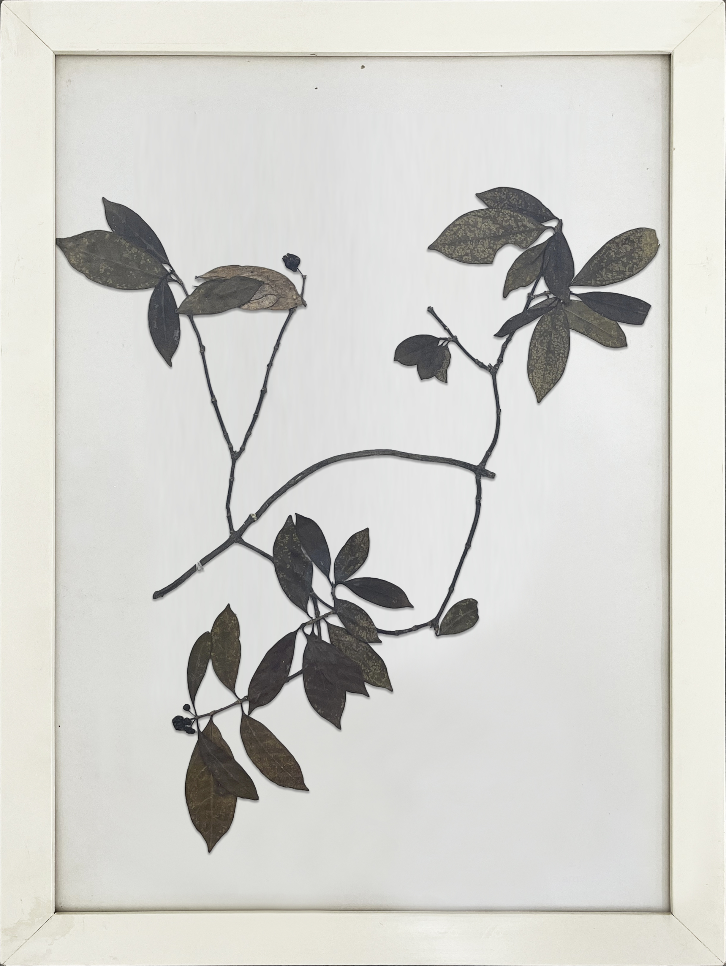 扶芳藤 拷贝.jpg