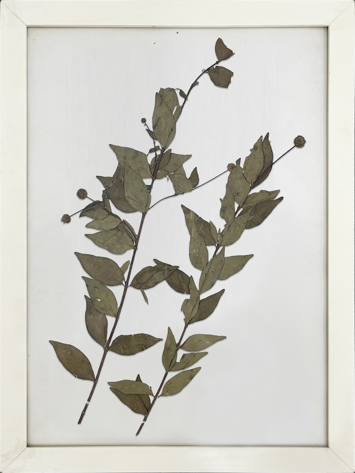 水杨梅 拷贝.jpg