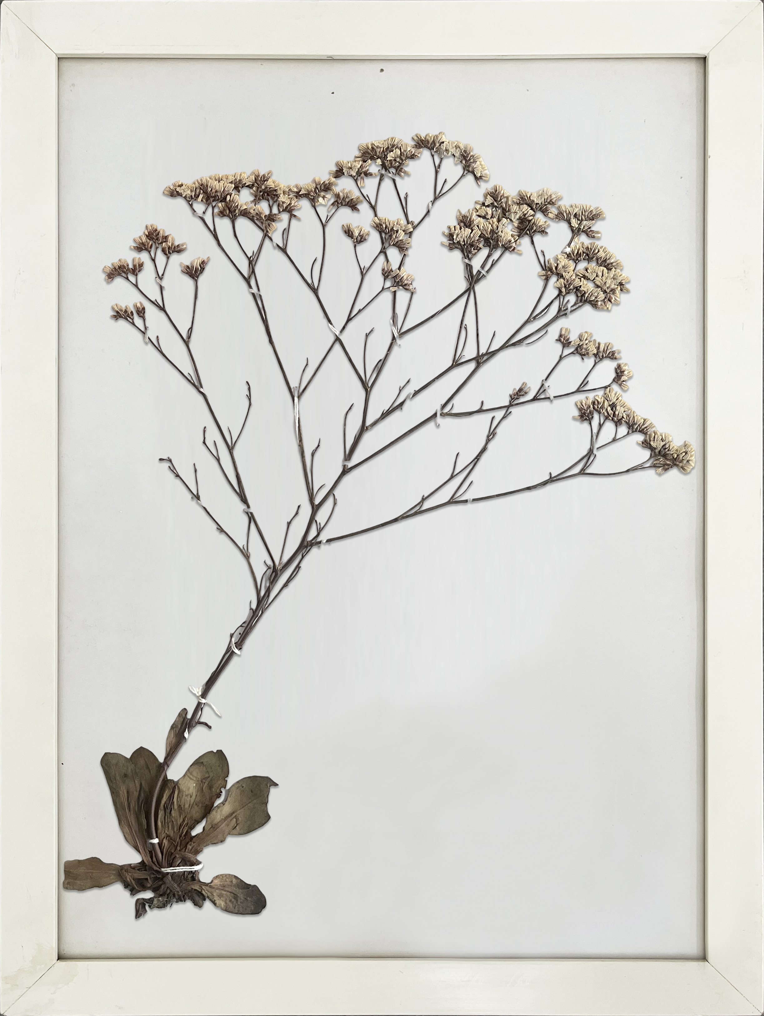 补血草 拷贝.jpg