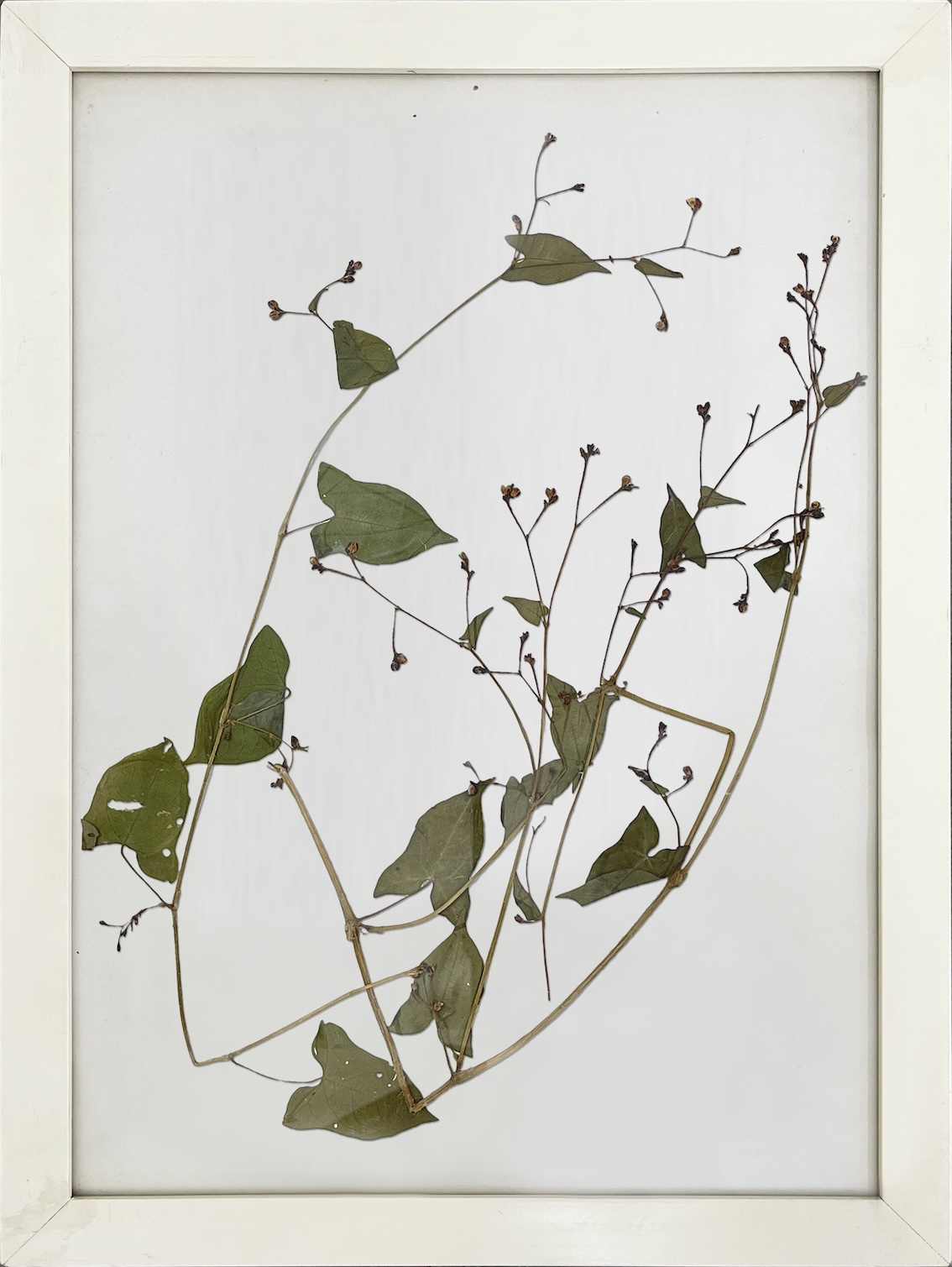 金线草 拷贝.jpg